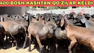 100% KASHTAN QO‘ZILAR KELDI BUNAQASI KELMAGAN