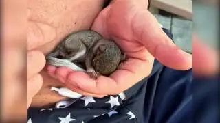 Twitch Slideshow - orphaned baby grey squirrel