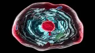 cell section