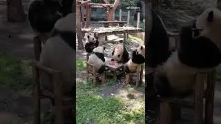 Медведи в лесу #shorts