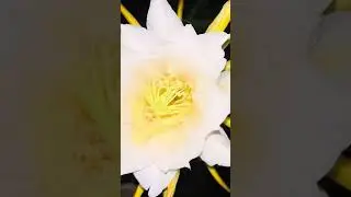 Buah naga kalau berbunga cuantik banget