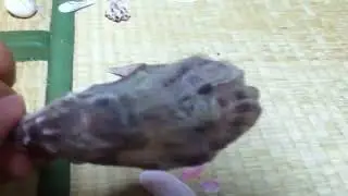 2018/7/28  貝殻の説明？