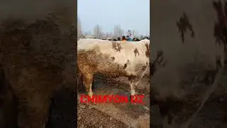 SMENTAL BUQA