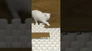 Cat smart game with paper cups | White cute Persian cat