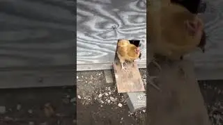 Morning chickens!