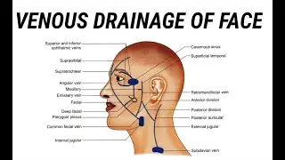 Venous drainage of face || Dangerous area of face ||  Head and Neck Anatomy || MedCracker ||