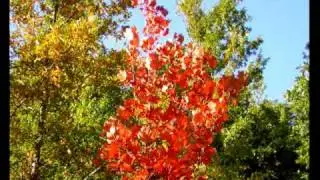 Autumn and Fall Foliage - Autunno sul Monte Macchialunga