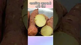 શક્કરિયા બાફવાની નવી રીત | Maha Shivratri Special Sakariya Recipe