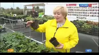 Садовый центр Веры Глуховой на канале Россия 1 26.04.2023г.