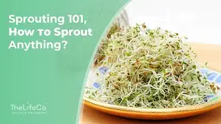 How to Sprout Anything | Why Germination is Important?