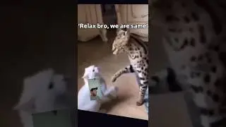 SHOCKING cat Monolog