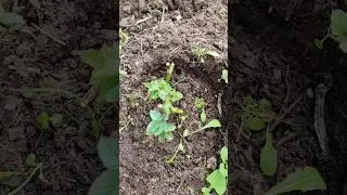 🌿🍀 Черенки роз 🌹. Результат радует 👍22/8/24 #розы  #черенкованиероз