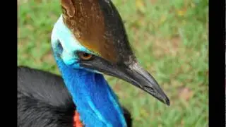Name That Species #2
