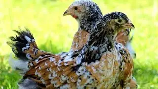 Brama kuri,chickens.#Брама #brama  это брамы не мои.
