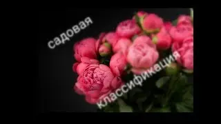 Цветение пионов (Садовая классификация)