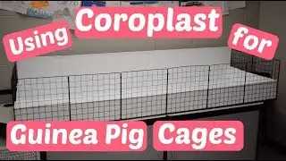 Cutting & Scoring Coroplast for Guinea Pig Cage