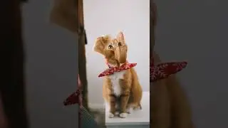 Cat to Elephant😳