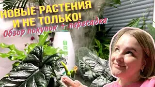 NEW‼️ У меня пополнение🙃🪴Алоказия мело и синуата, антуриум кларинервиум и папоротник асплениум🌿🌿