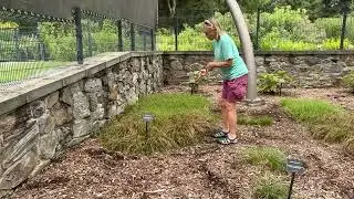 What Can You Grow In A Shaded Backyard That Is Low Maintenance