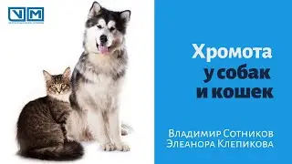 Хромота у собак и кошек