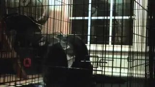 G'Knight - Drugged Dog