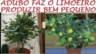 Adubo faz limão ainda pequeno Produzir muito em vasos!