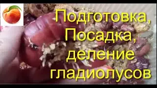 Гладиолусы посадка деление советы специалистов хранение совпадают с моим опытом gladiolus care рост