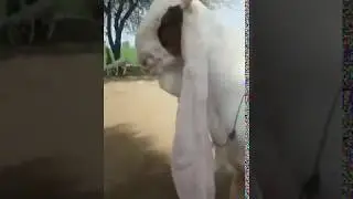 Top Class Gulabi Goats Kids | Nagra Farm