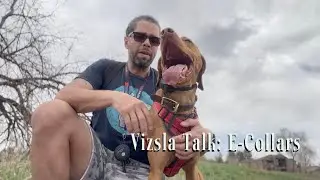 Vizsla Talk: E Collars