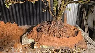 Australian Native Bonsai, Free pot, Slab Planting with Muck building 👷‍♀️