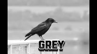 (FREE) Grey // Dark Guitar x Sub Urban Type Beat