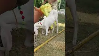 #shorts | #shortsfeed | #shortvideo | Qurbani Kay Janwar | Beautiful Qurbani Janwar