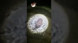 Смешная рыба - шар