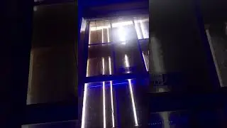 Cat vs Wasp