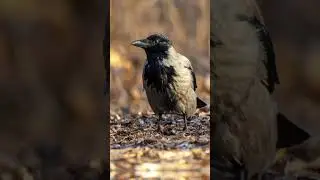 When you're an ordinary crow, but you pose better than glamor models 