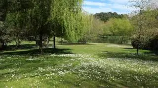 летний луг, пение соловья, красивая природа, видео для релаксации и медитации