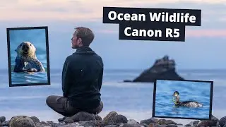 Sea Otter and Bird Photography with the Canon R5. Helpful custom buttons for Wildlife Photography.