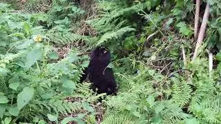 Baby gorilla in the Volcanoes Mountains of Rwanda