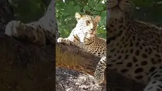 Sound on 🔊 #short #shorts #leopard #africa #safari #southluangwa #zambia #fypシ゚viral #fyp #animal
