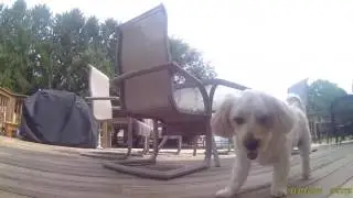Ramps and a Doggo!