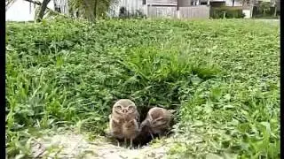 забавные птенцы