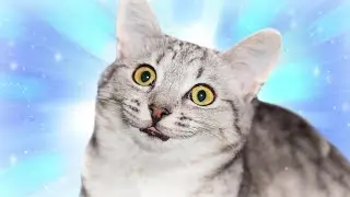 Coach Me If You Can ⚽ BEST CAT IDEOS 😱 Full Episodes in HD