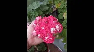 ЮЗИС Шамаханская Царица