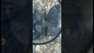 Metamorfosis