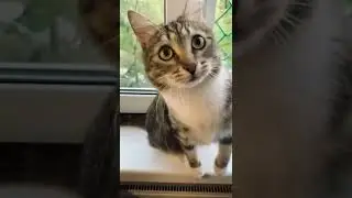 Магия котов и кошек;
