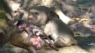 Sweet Pea just find mommy Popeye monkey