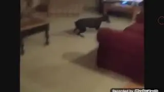 озвучка собаки