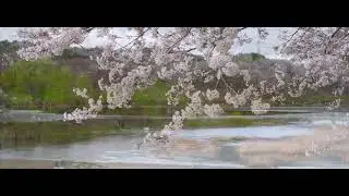 CHERRYBLOSSOM DANCE