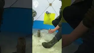 Сорожка, Окунек. Озеро Котокель. 2023 г.