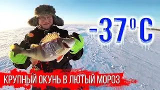 Крупный окунь в лютый мороз на балансир и блесну